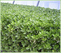 定州丁香 灌木 找产品 保定电子商务门户网站 保定114网 电子商务 保定企业门户网站 保定网站建设 企业用网政府指定单位 帮助所有企业做成网上的B2B生意