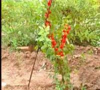 优质把玩核桃苗及各类种子种苗，助力企业B2B电子商务发展